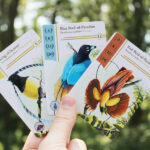 birdwatcher bordspel kopen